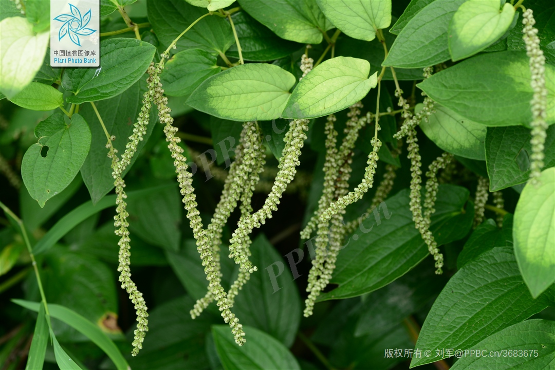 普菲德專(zhuān)題產(chǎn)品推薦-三白草系列